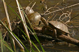 Image of Black-breasted Leaf Turtle