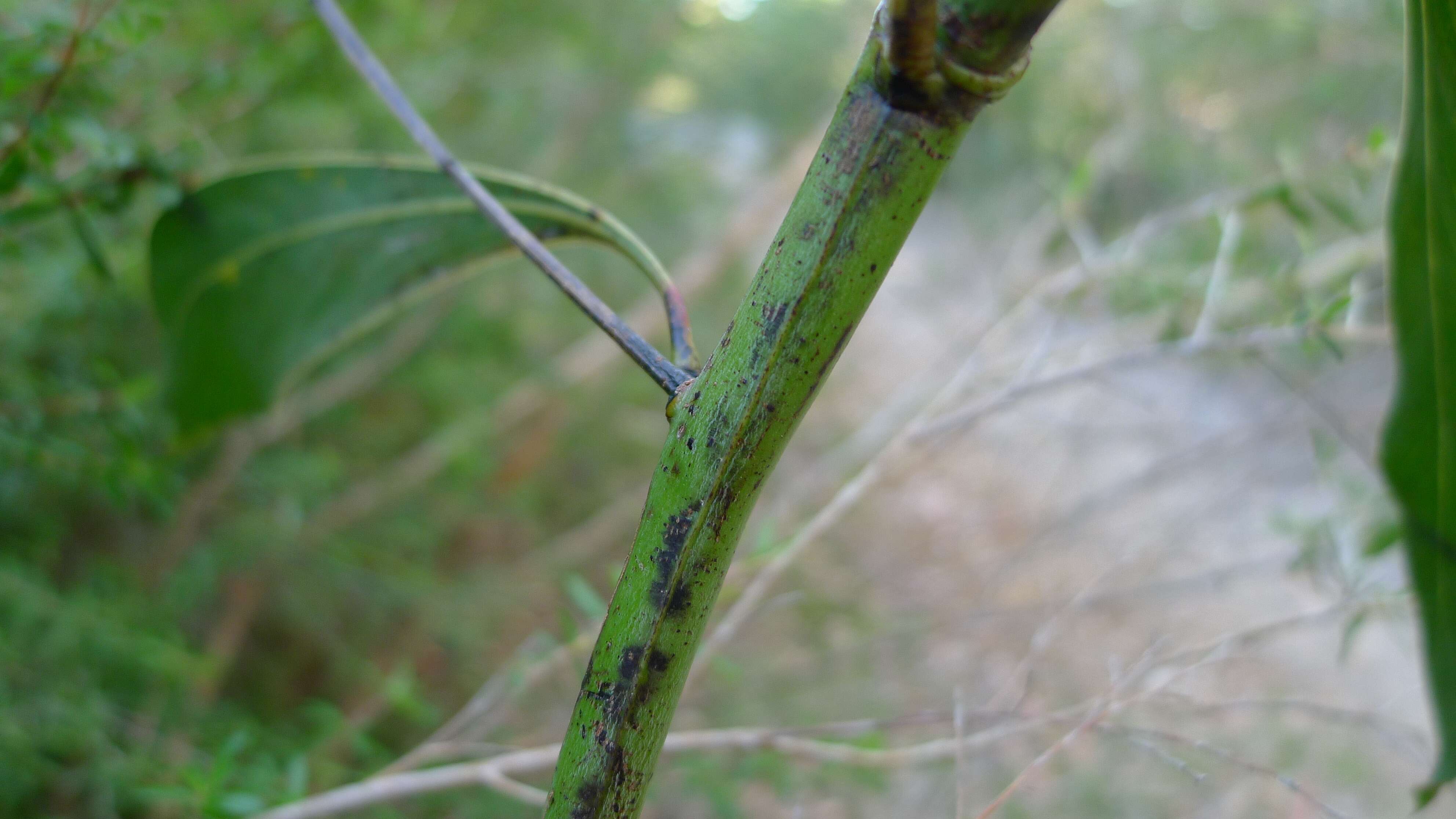 Image of Acacia falcata Willd.