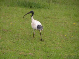 Threskiornis molucca (Cuvier 1829) resmi