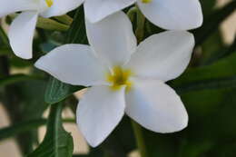 Image of plumeria