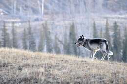 Imagem de Lobo