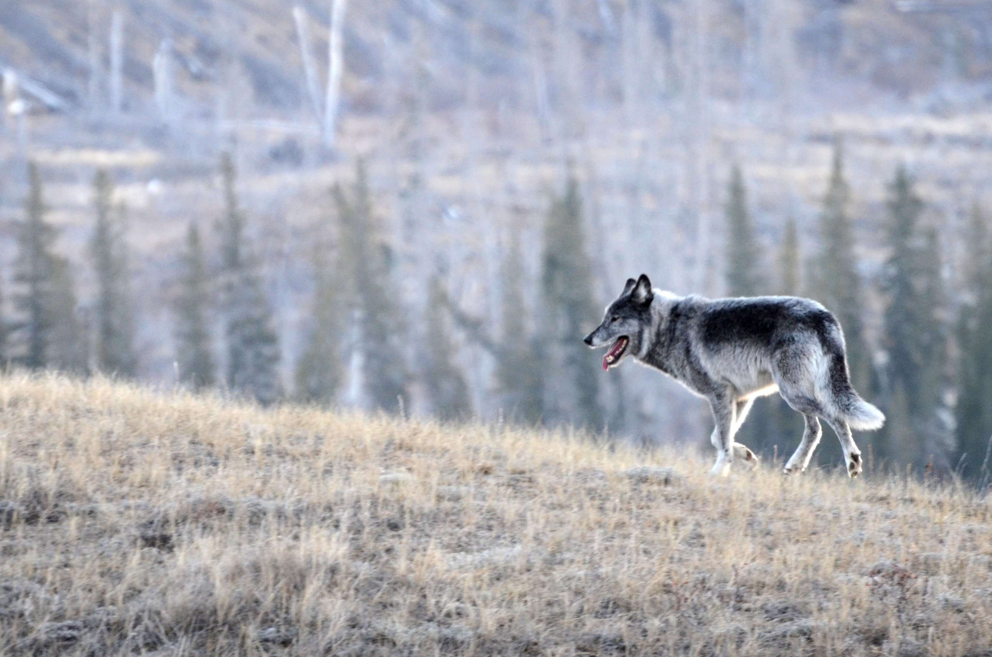 Image of coyote