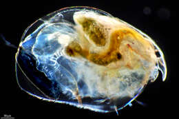 Image of Eurycercidae
