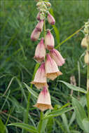 Imagem de Digitalis grandiflora Mill.