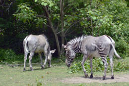 Image of zebra