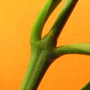 Image of Ixora venulosa Benth.