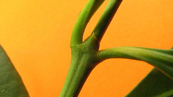 Image of Ixora venulosa Benth.