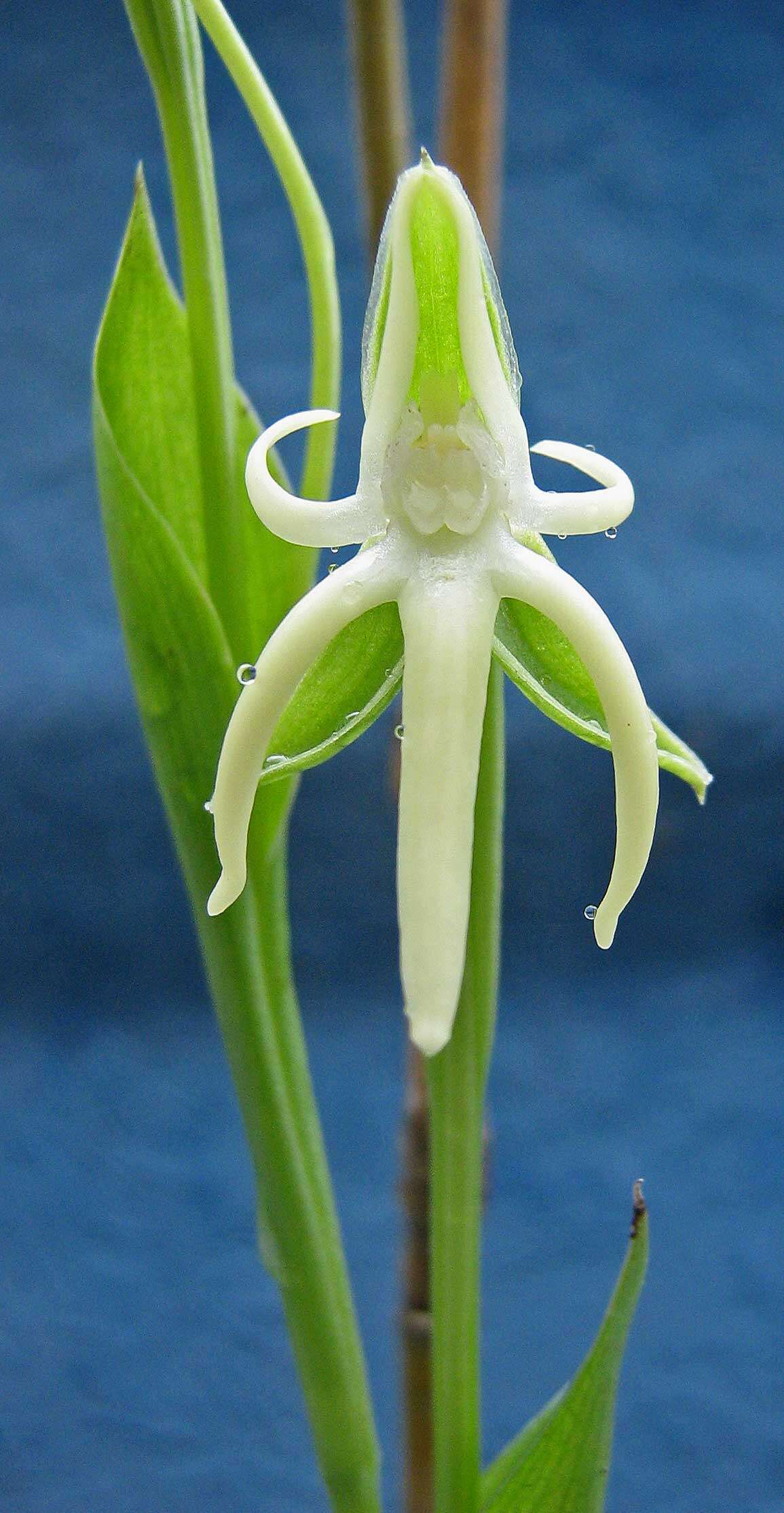 Image of Habenaria trifida Kunth