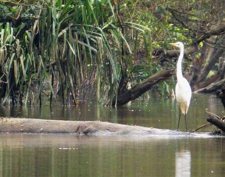 Image of Great Egret