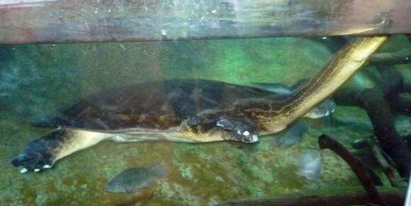 Image of Java Narrow-headed Softshell Turtle