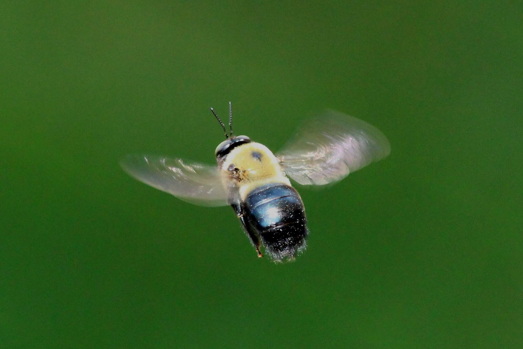 Image of carpenter bee