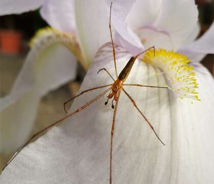 Image de Tetragnatha striata L. Koch 1862