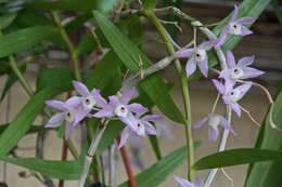 صورة Dendrobium hercoglossum Rchb. fil.