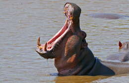 Image of Common Hippopotamus