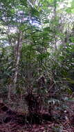 Image of Bactris acanthocarpa Mart.