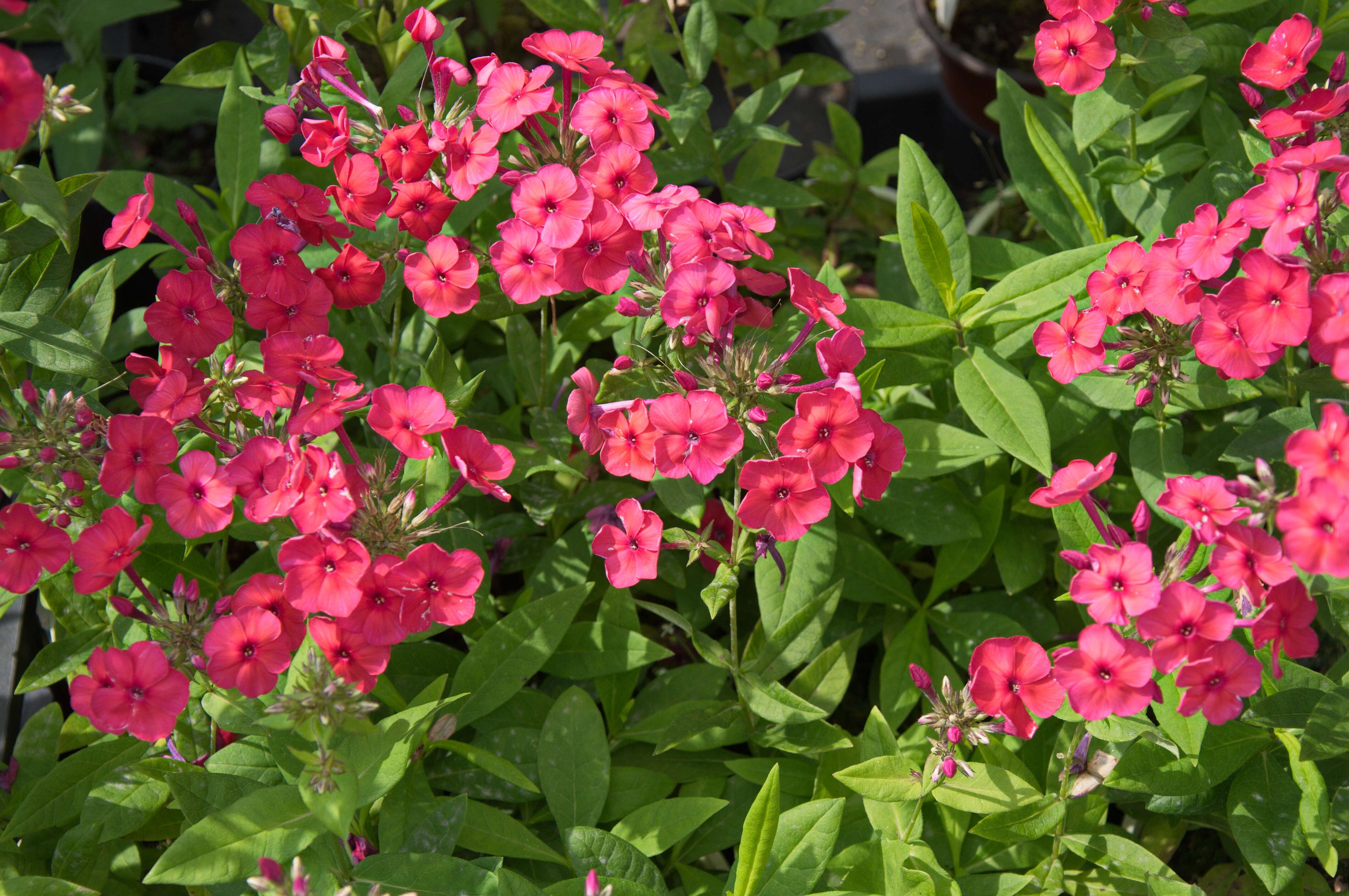 Image of fall phlox