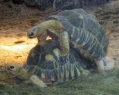 Image of Typical Tortoises