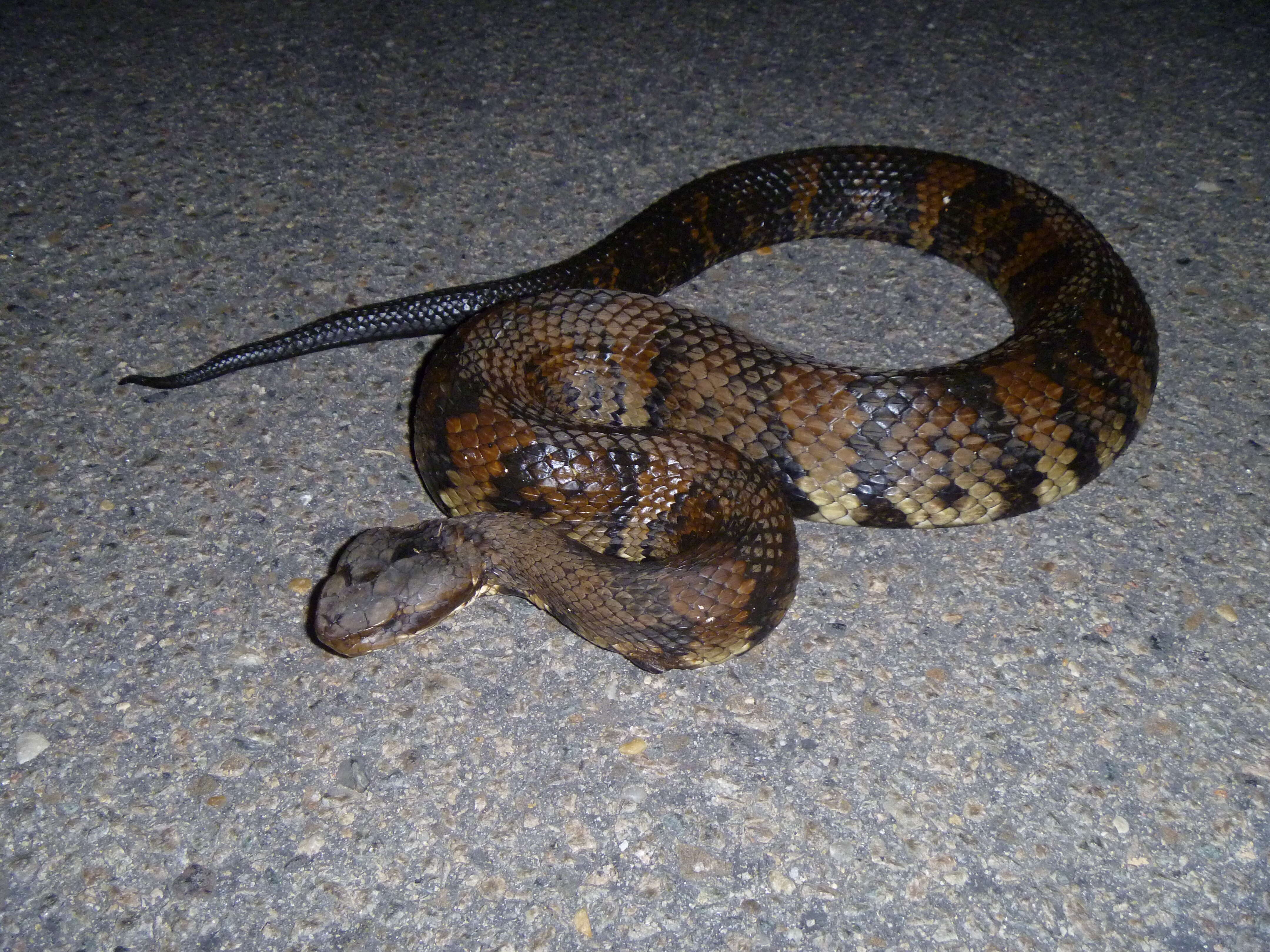 Image of Cottonmouth