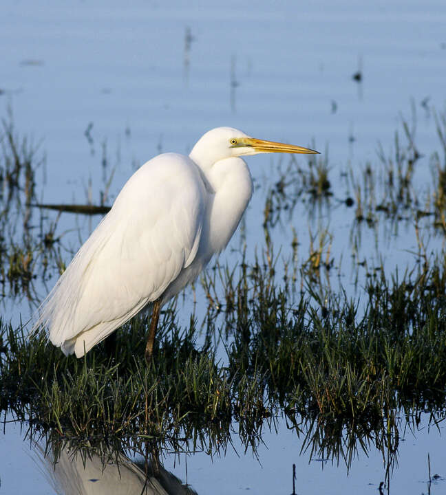 Image de <i>Ardea modesta</i>