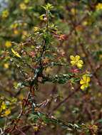 Image of Angle-Stem Primrose-Willow