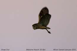 Image of barn owls, masked owls, and bay owls