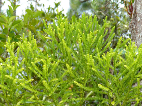 صورة Dacrydium beccarii Parl.