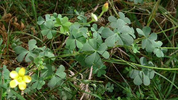 Oxalis perennans Haw.的圖片