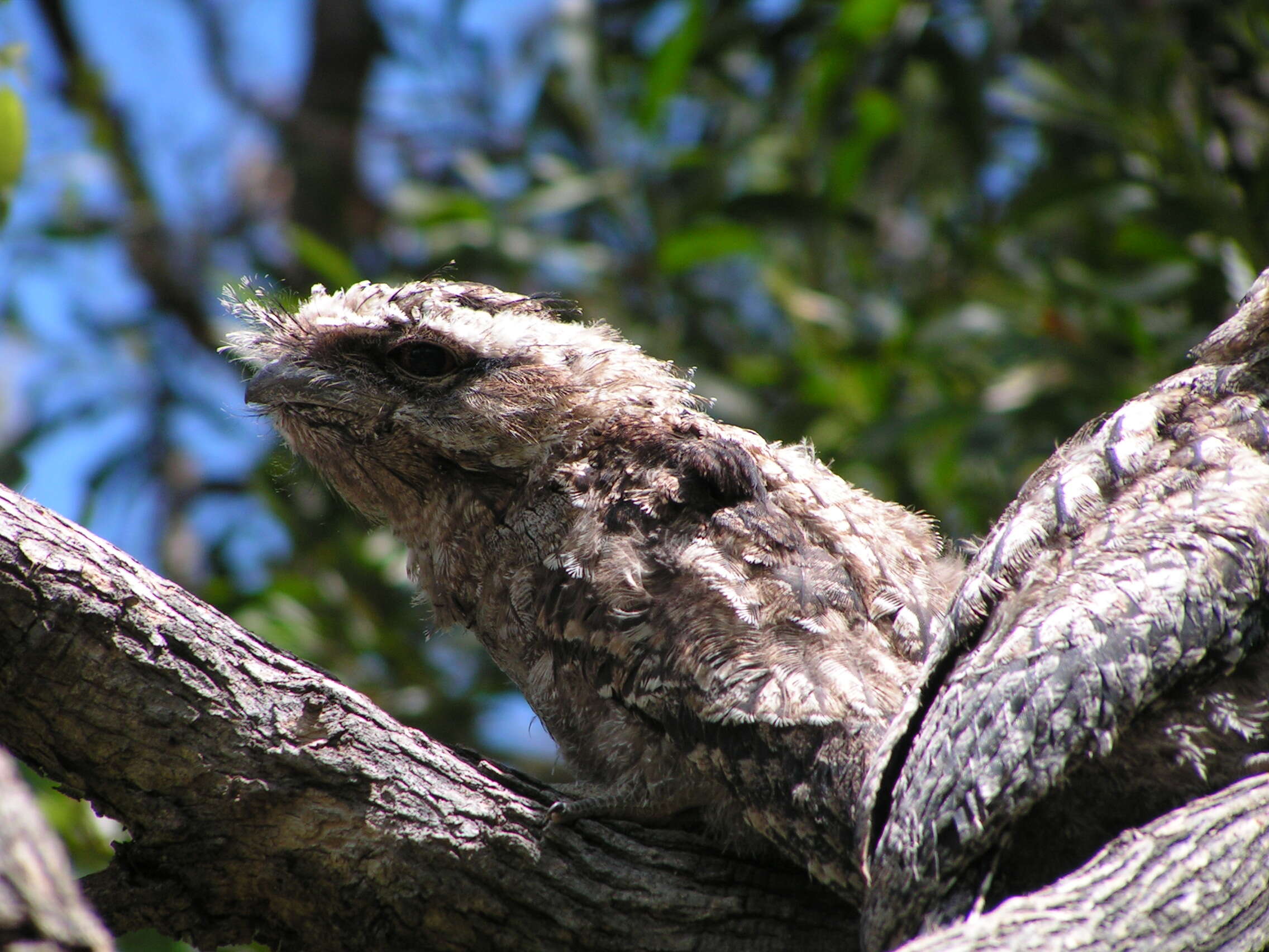 Image of Tawny Frogmouth