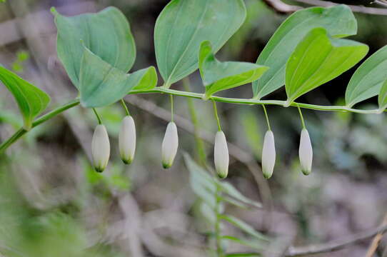 Image of Angular Solomon's Seal