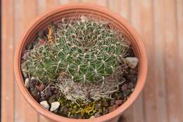 Image of Rebutia glomeriseta Cárdenas