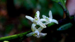 Image of Erythroxylum martii Peyr.