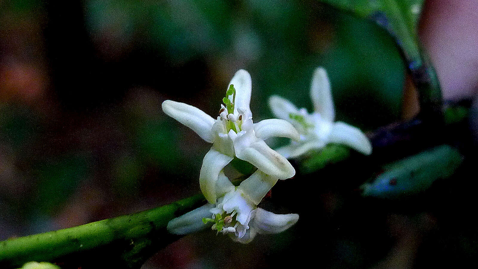 Image of Erythroxylum martii Peyr.