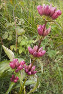 Image de Gentiana pannonica Scop.