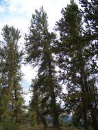 Image of Pine