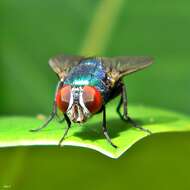 Image of blow flies