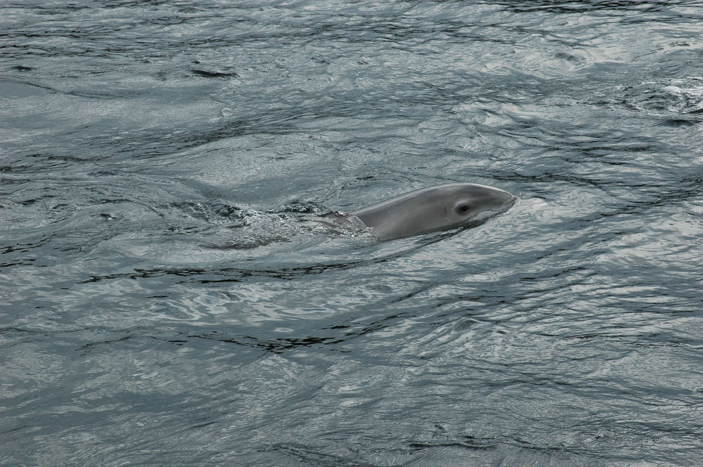 Image of Bottlenose Dolphin