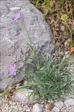 Imagem de Lomelosia graminifolia (L.) W. Greuter & Burdet