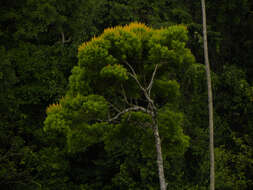 Image of Vochysia guatemalensis J. D. Smith