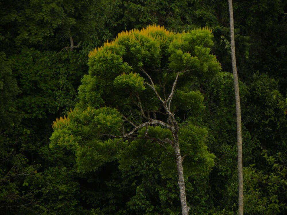 Image of Vochysia guatemalensis J. D. Smith