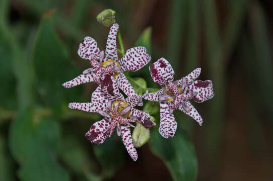 Image of toad lily