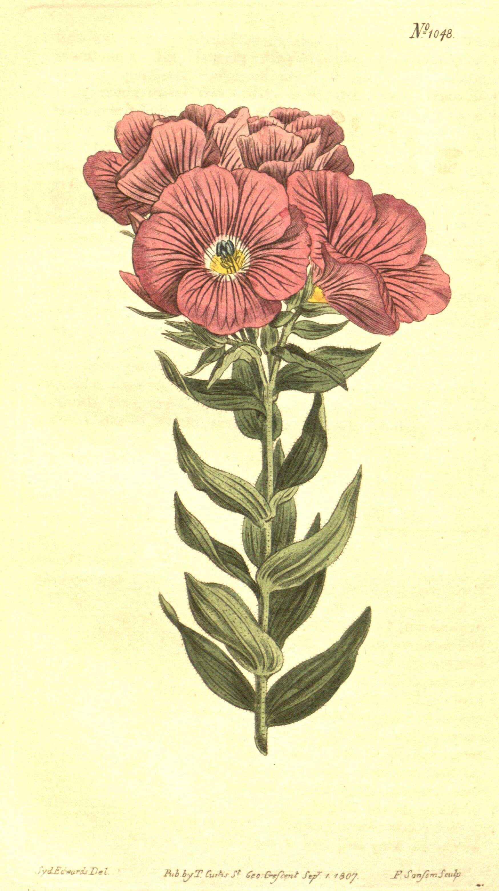 Imagem de Linum hypericifolium Salisb.