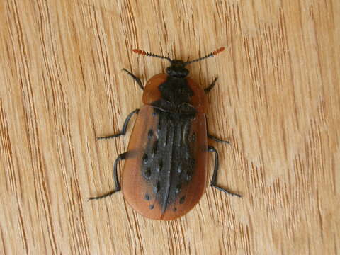 Image of Carrion Beetle