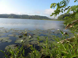 Image of Dotleaf waterlily