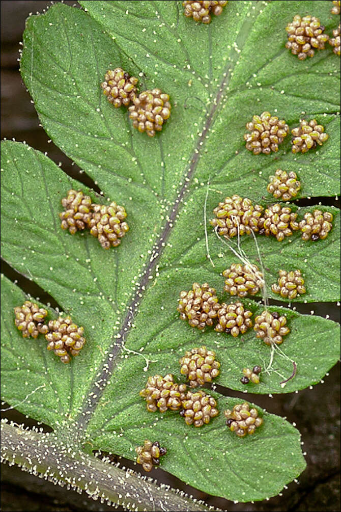 Plancia ëd Gymnocarpium robertianum (Hoffm.) Newman