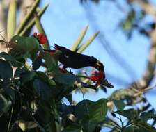 Image of Southern Hill Myna