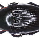 Image of Apocnosis striata (Janson 1877)