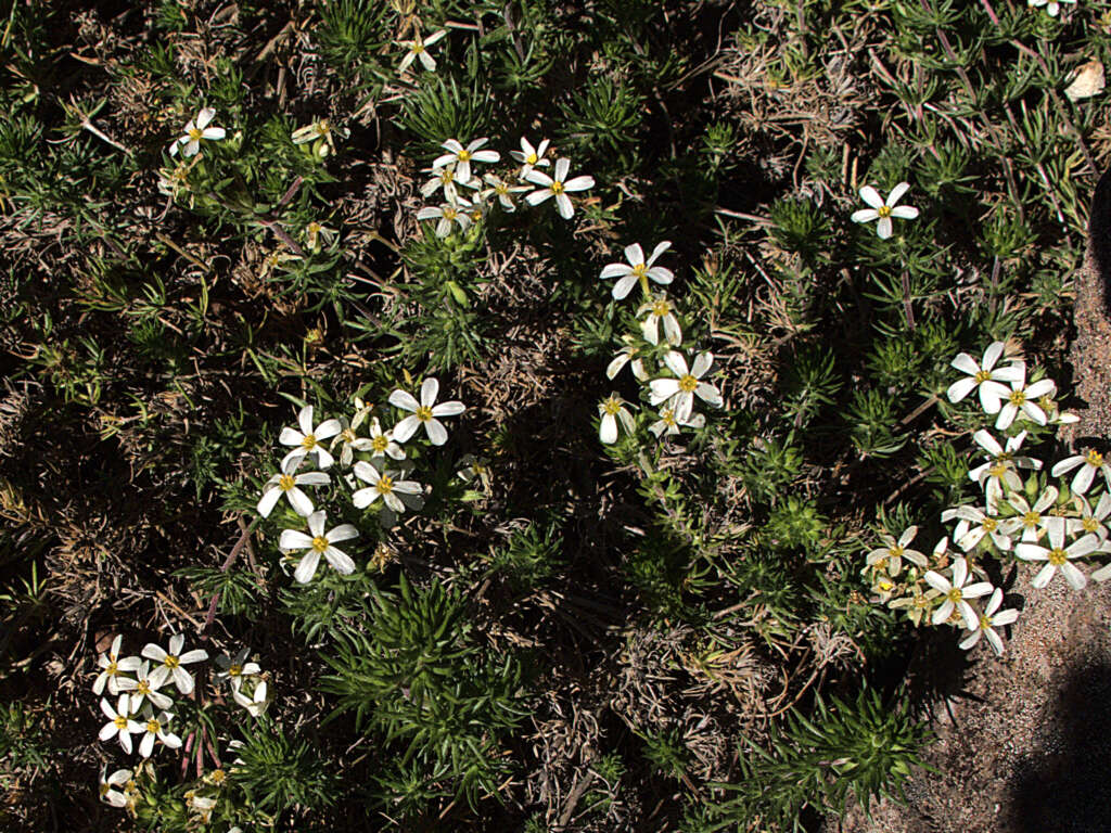 Leptosiphon nuttallii (A. Gray) J. M. Porter & L. A. Johnson resmi