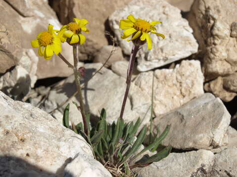 Image of ragwort