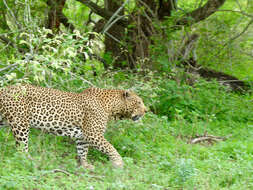 Image of Leopard