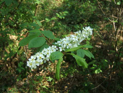 Prunus padus L. resmi